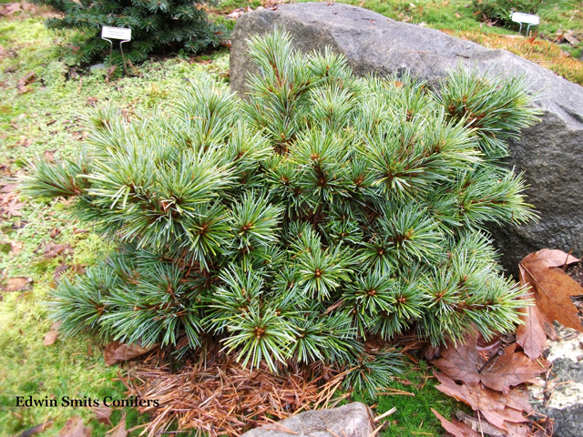 Pinus koraiensis 'K.G.'